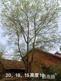 30公分(3杆)丛生朴树