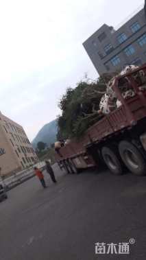 高度250厘米羽毛枫