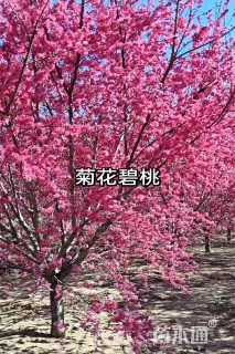 10公分菊花碧桃