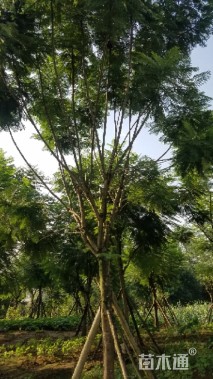 15公分蓝花楹