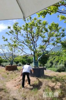 30公分红果冬青
