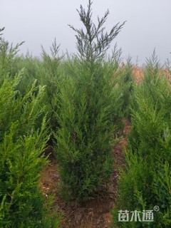 高度100厘米塔柏