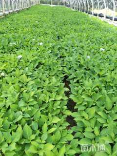 高度25厘米绣球