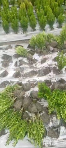高度30厘米瓜子黄杨