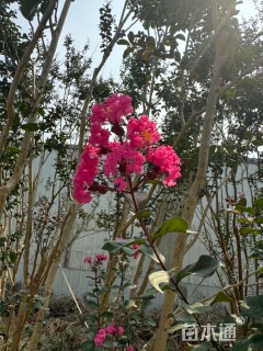 高度450厘米丛生紫薇