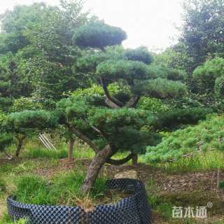 14公分造型五针松