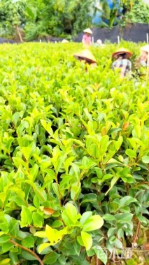 高度10厘米油茶