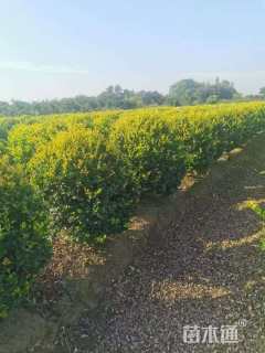 冠幅100厘米金森女贞球