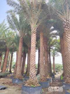 裸干高600厘米中东海枣