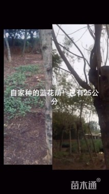18公分蓝花楹