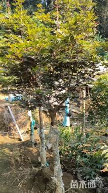 3公分红枫