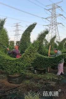 1公分造型小叶女贞