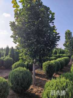 冠幅150厘米刺柏球