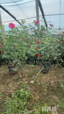 高度50厘米仙境月季