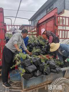 高度100厘米云杉