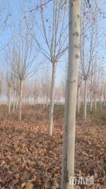 19公分法桐