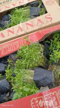 高度10厘米千屈菜