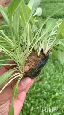 高度10厘米天人菊