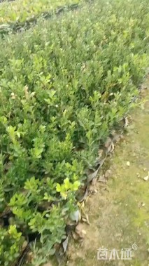 高度20厘米瓜子黄杨