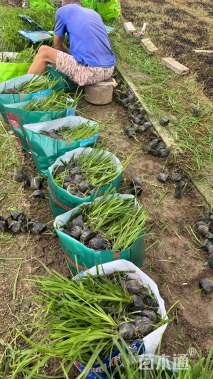 高度25厘米崂峪苔草