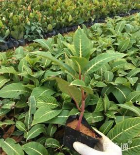 高度60厘米金脉爵床