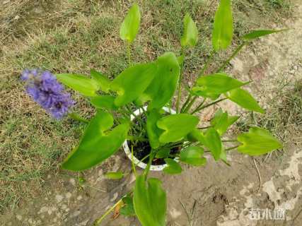 高度60厘米梭鱼草