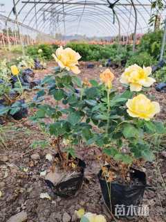 高度30厘米桔黄香水月季