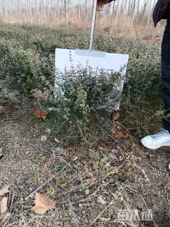 冠幅120厘米火棘球