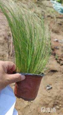 高度30厘米细叶针芒