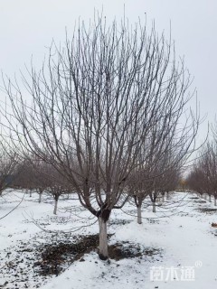 16公分绚丽海棠