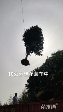 10公分桂花