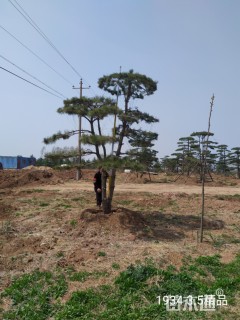 20公分造型油松