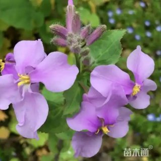 高度25厘米二月兰