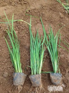 高度35厘米马莲