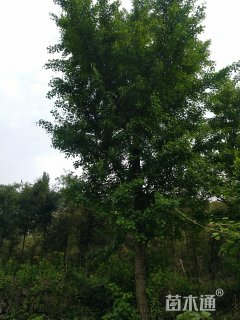30公分银杏