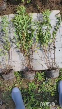 高度50厘米绣线菊