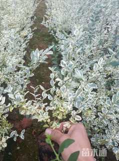 高度25厘米银姬小蜡