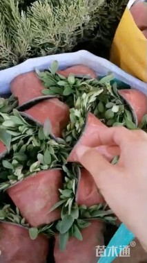 高度15厘米金鸡菊