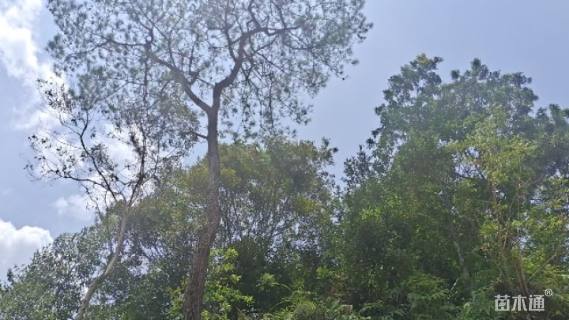 高度7厘米马尾松