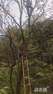 6公分水杉