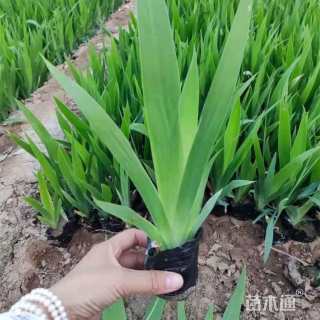 高度18厘米紫鸢尾