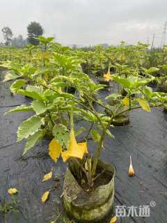 高度100厘米曼陀罗