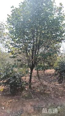10公分紫玉兰