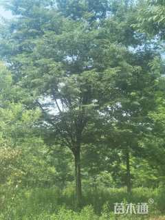 5公分榉树