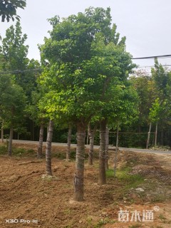 8公分香樟