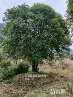 50公分桂花