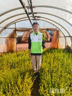 高度25厘米金冠女贞