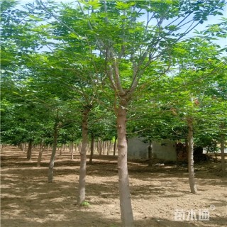 9公分白蜡