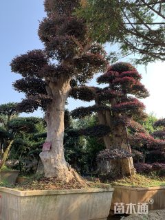 30公分造型红花继木桩
