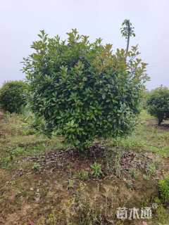 冠幅200厘米红叶石楠球